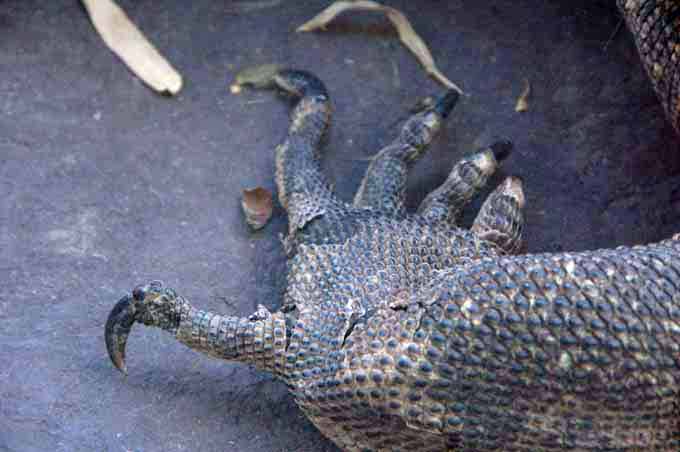 the foot of a komodo dragon